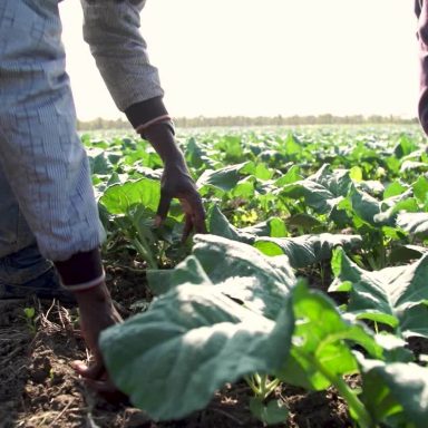 Regularisation of irregular migrant workers