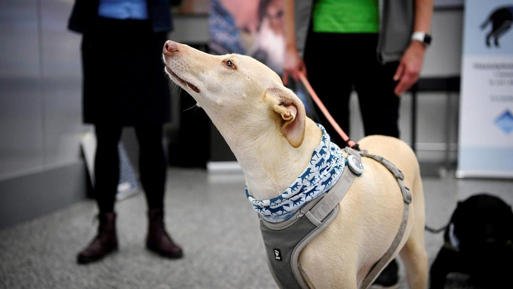 Helsinki’s airport using dogs to detect coronavirus