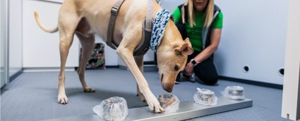 Helsinki’s airport using dogs to detect coronavirus