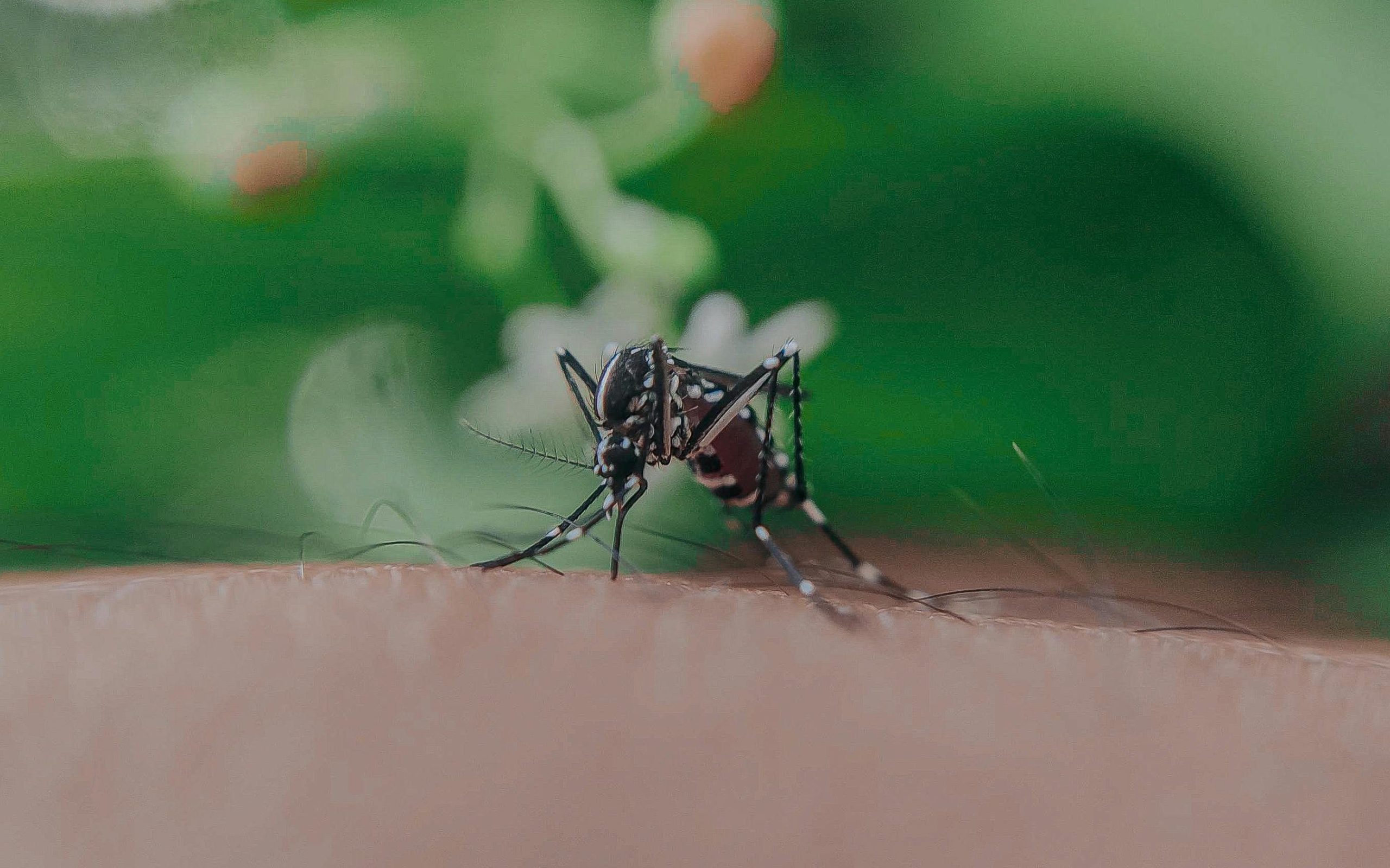 The Aedes aegypti mosquito transmits a viral illness known as Dengue fever.